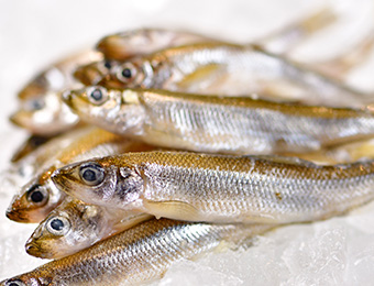 Lake Akan pond smelt tempura