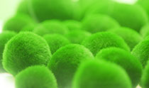 marimo