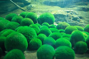 Marimo Exhibition and Observation Center