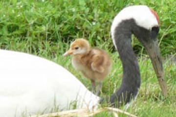 Kushiro Red-Crowned Crane Reserve