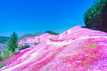 Higashimokoto Shibazakura Park